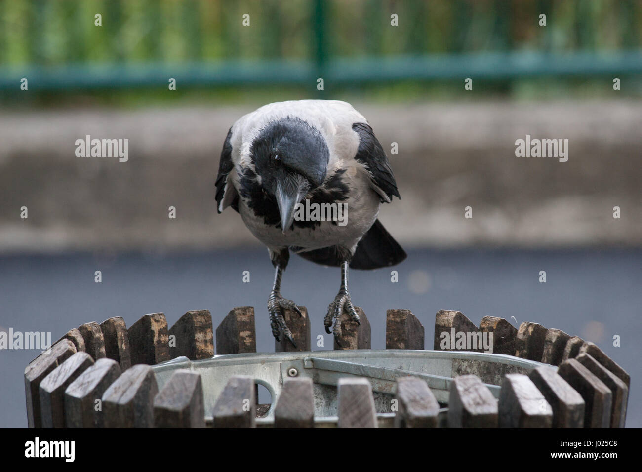 Crow on the bench. Animal in its natural environment, looking for food. Urban setting mixed with natural behavior. City animal and its life. Stock Photo