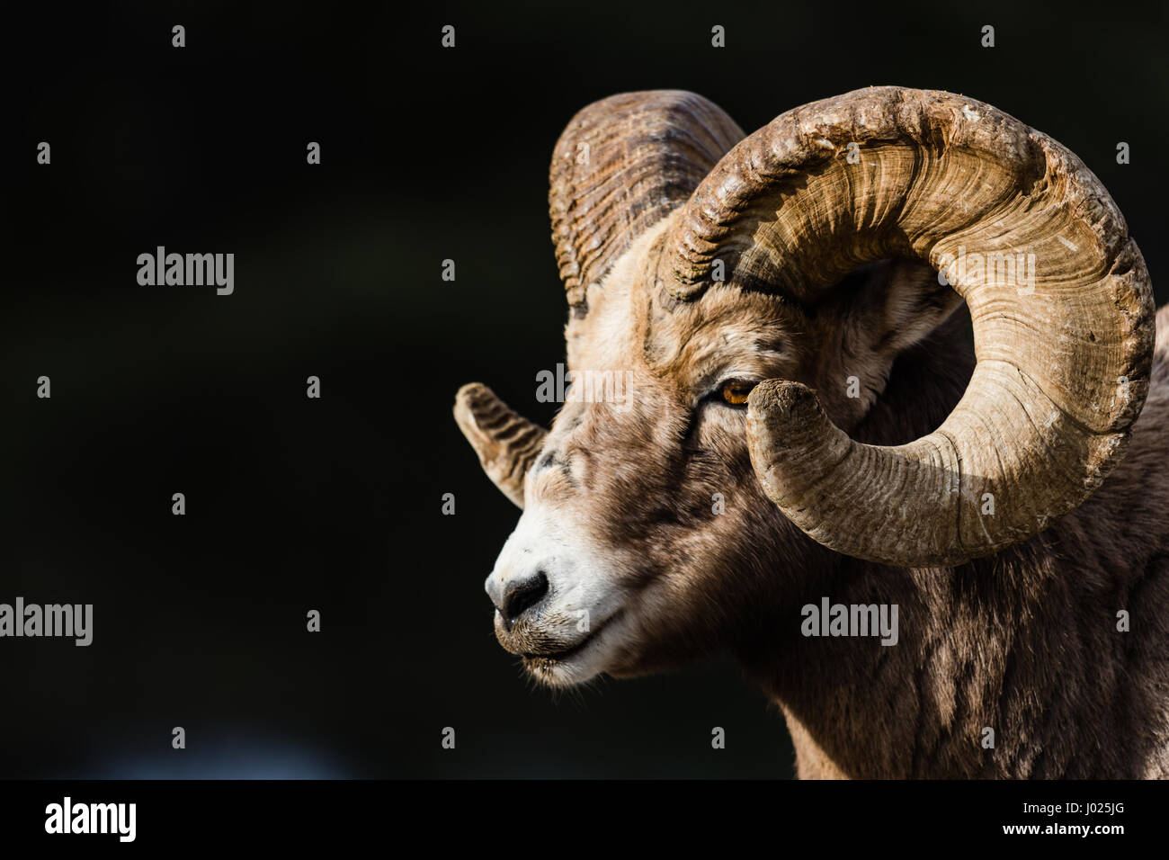 Rocky Mountain Bighorn Sheep on a mountain roadway in the early ...