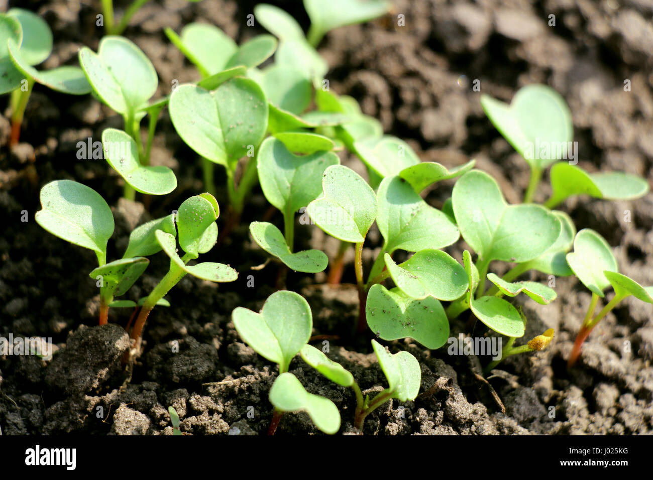 Nature wakes up. Trees green, the first bloom, the young leaves. Bloom ...