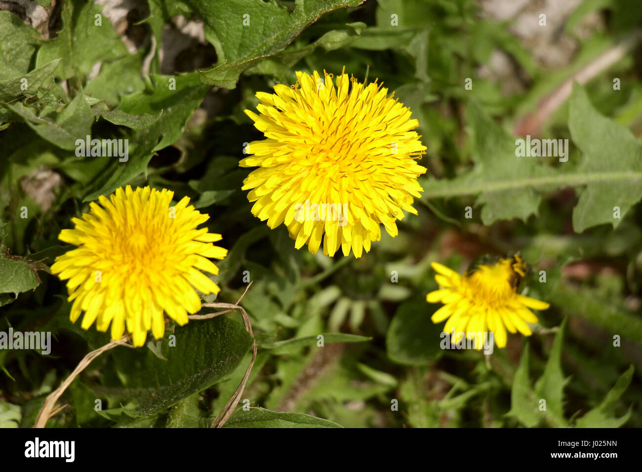 Nature wakes up. Trees green, the first bloom, the young leaves. Bloom ...