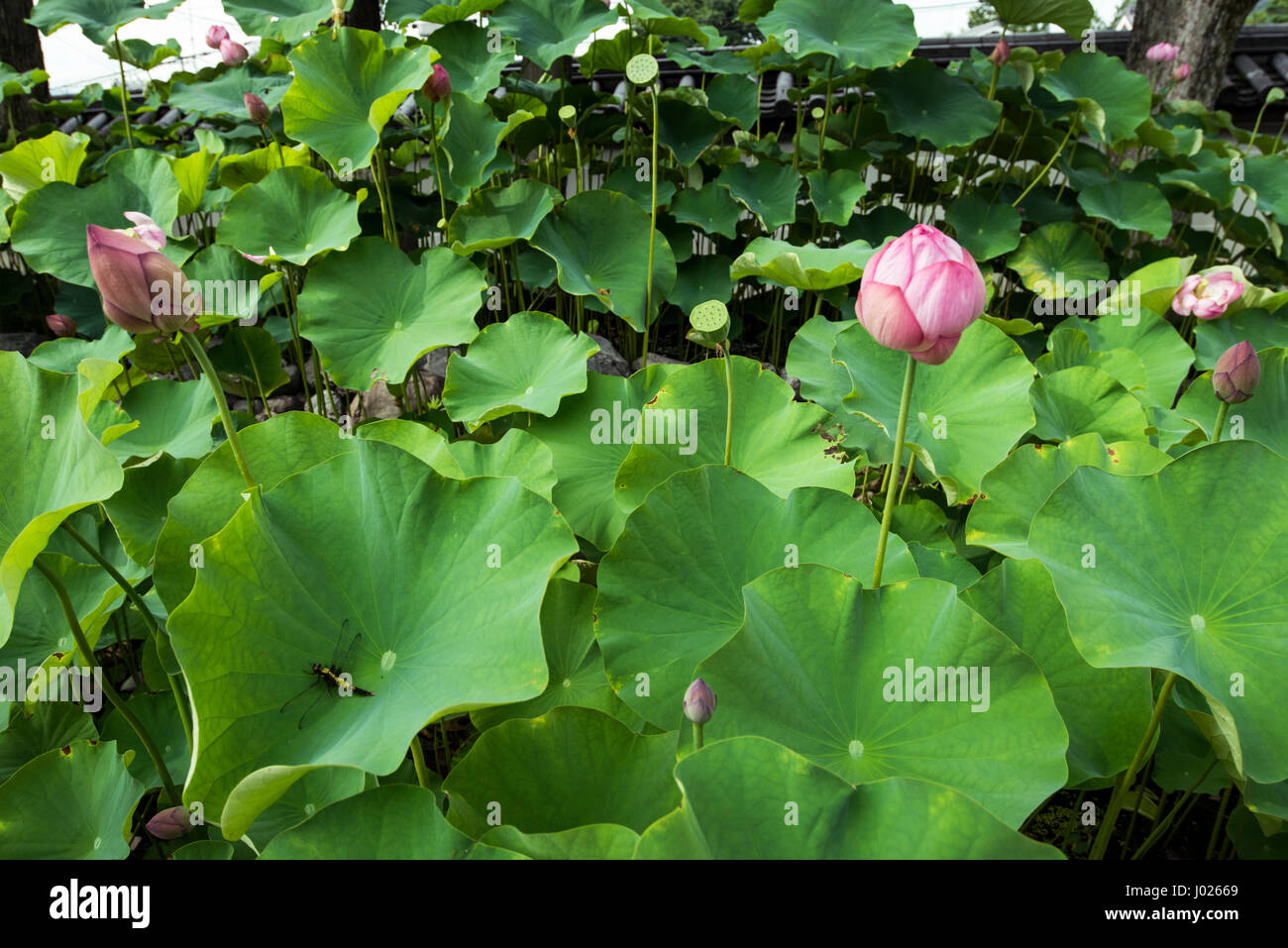 Lotus buds and leaves,garden of Nishi Hongan-ji Temple, Kyoto Stock Photo