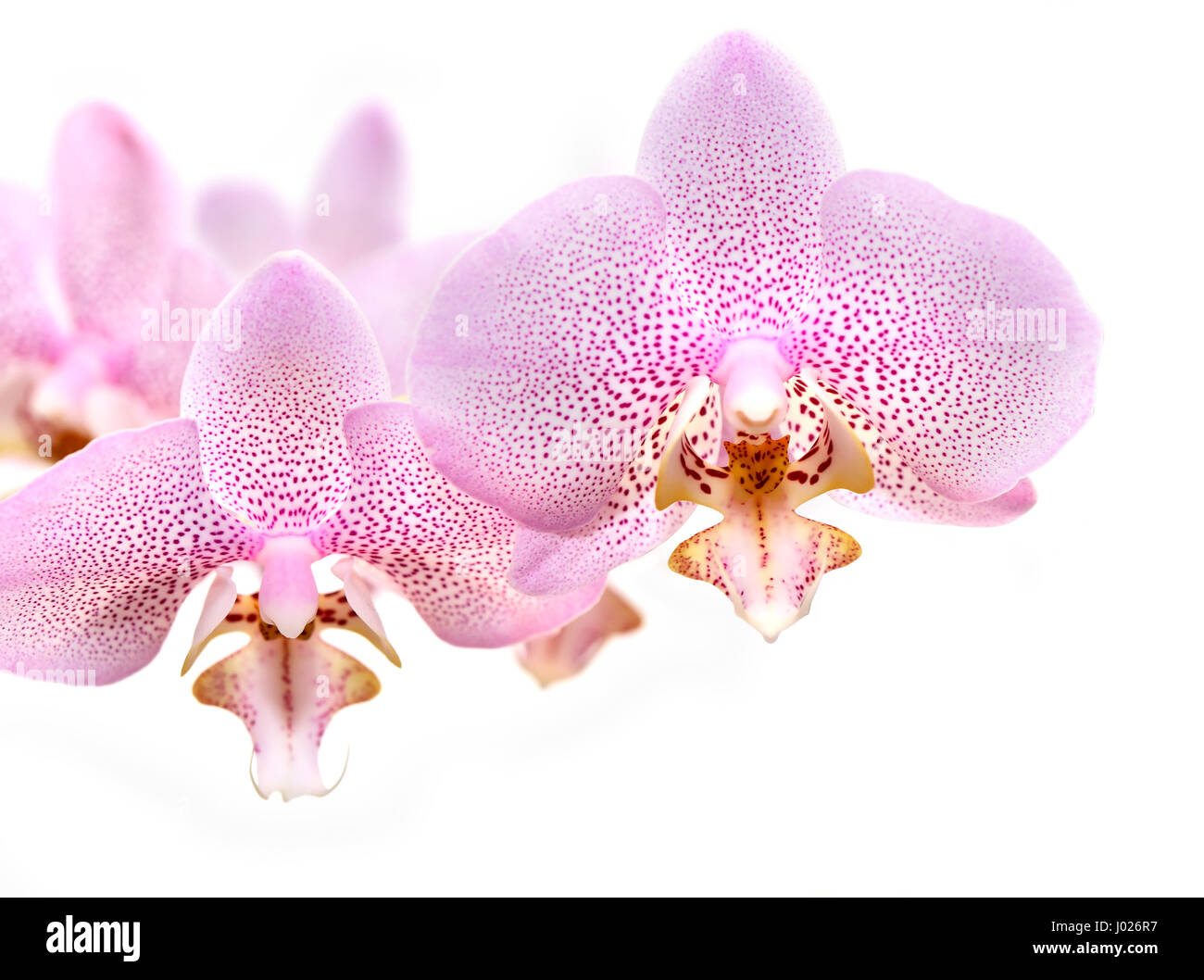 Beautiful pink orchid flowers on white background Stock Photo - Alamy