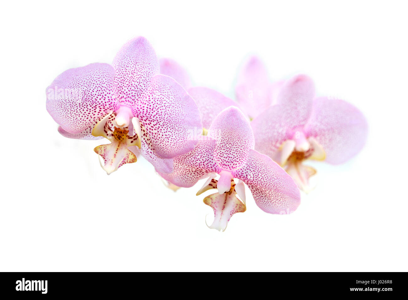 Beautiful pink orchid flowers on white background Stock Photo - Alamy