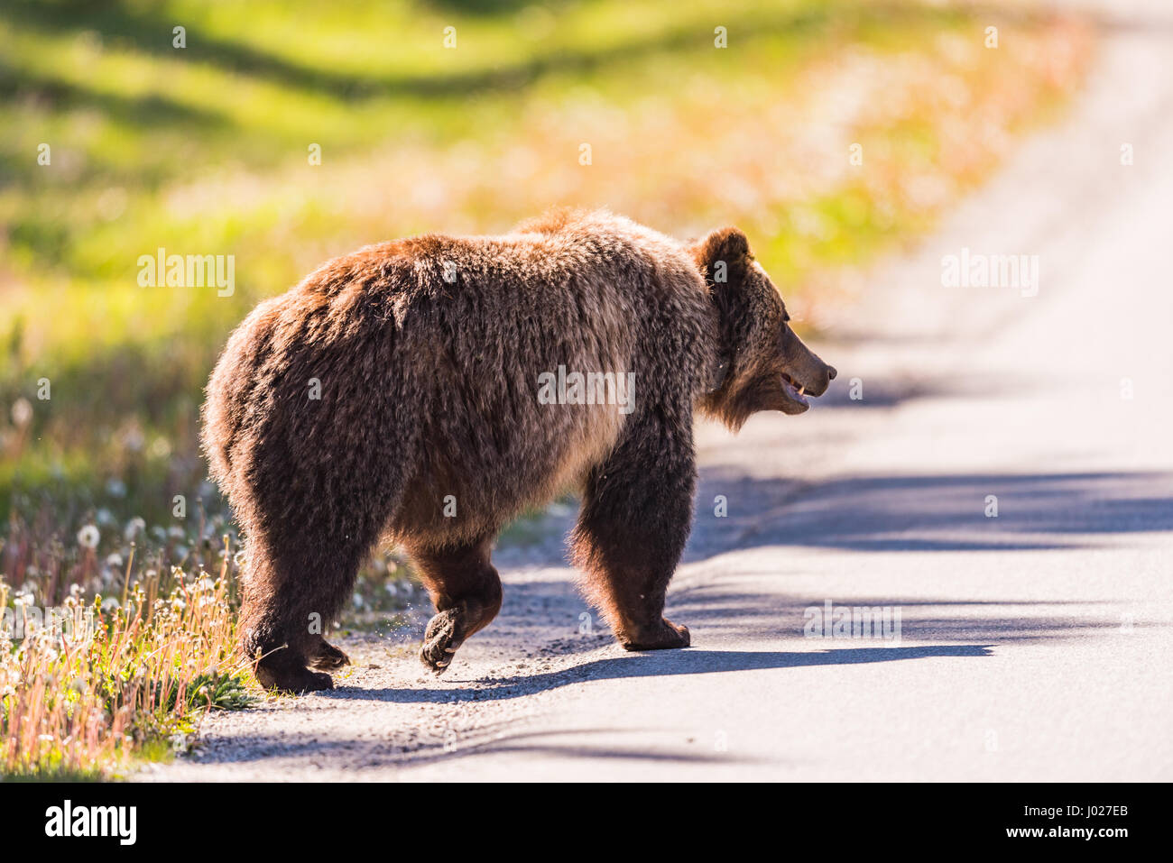 Grizzly Bear crossing a road in the summertime Banff National Park