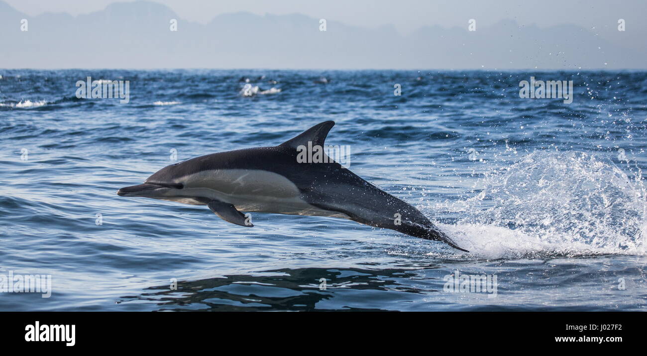 Top Speed Of A Dolphin