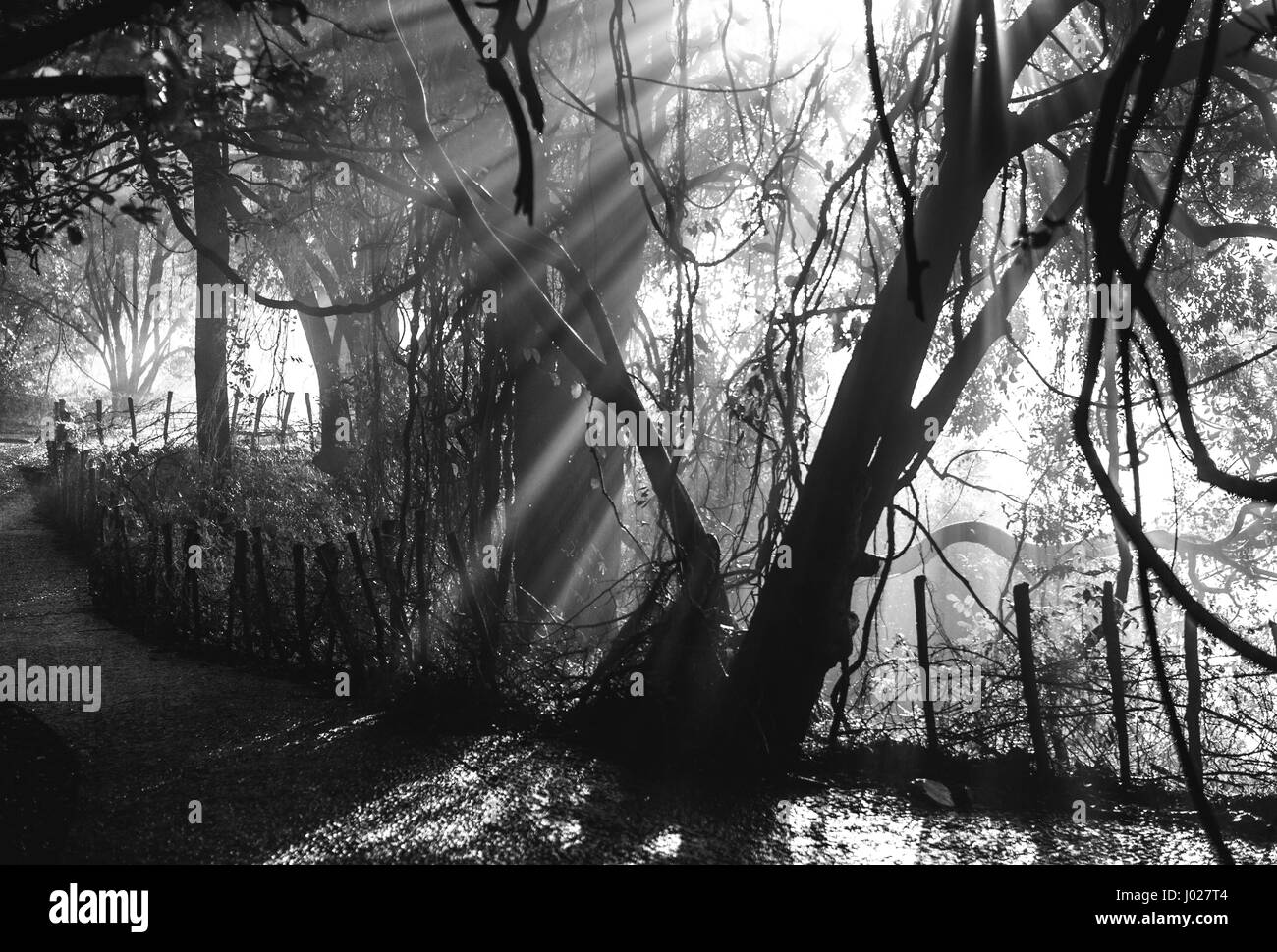 The rays of light breaking through the wet branches of the trees. Africa. Zambia. Zimbabwe. Stock Photo