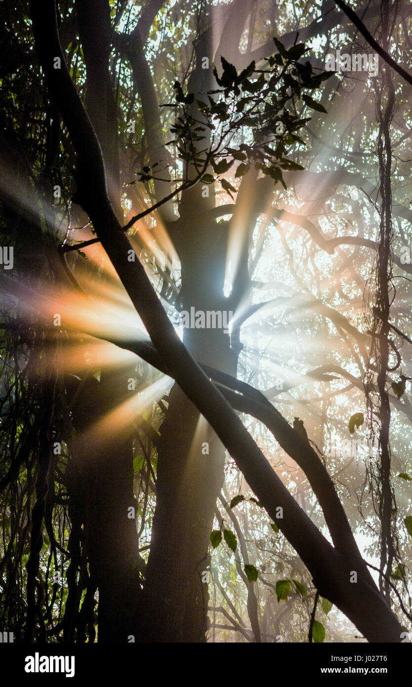 The rays of light breaking through the wet branches of the trees. Africa. Zambia. Zimbabwe. Stock Photo