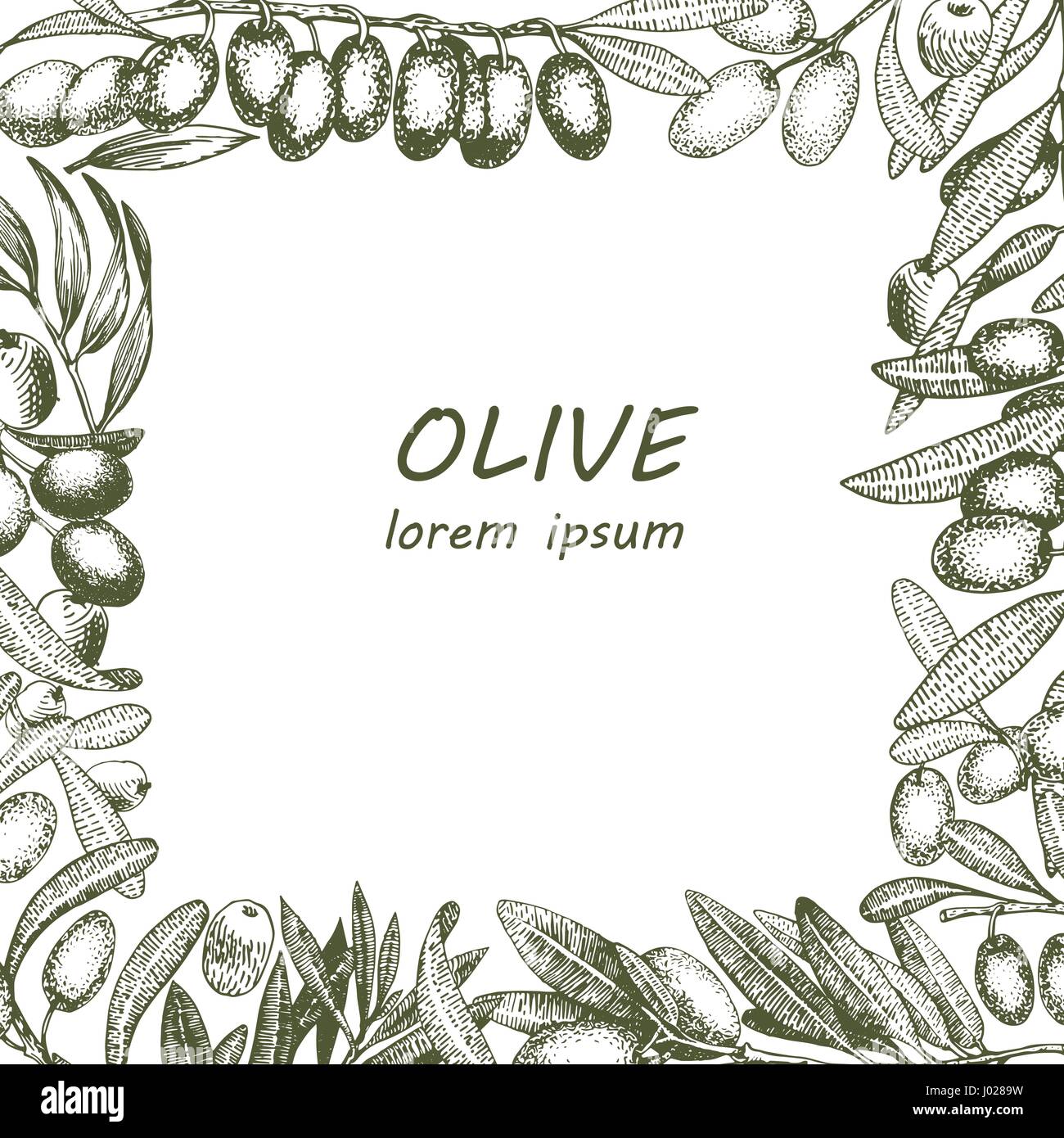 olive tree branches vector frame. Engraving hand drawn style. Vector ...