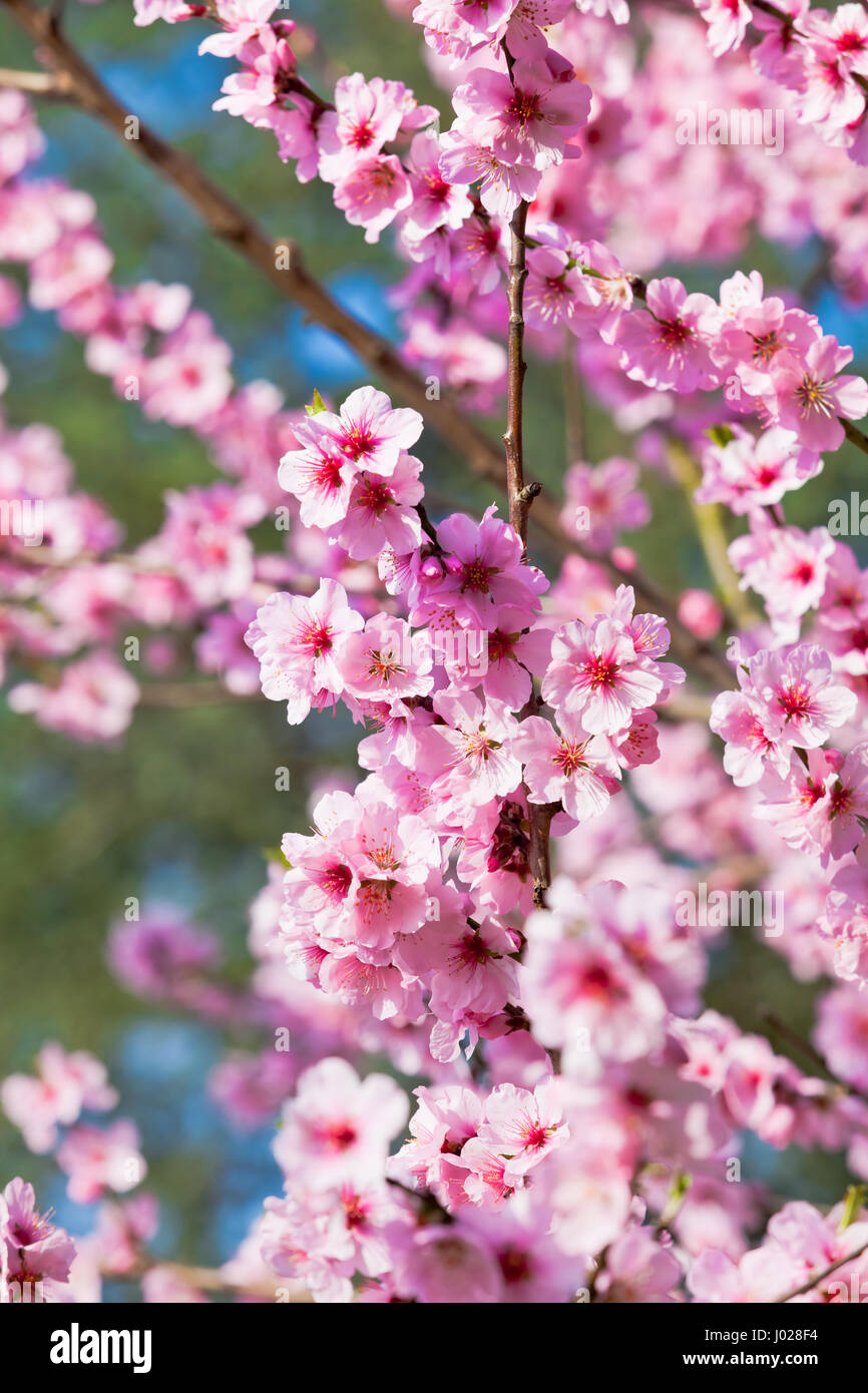 Sakura flowers blooming. Beautiful pink cherry blossom Stock Photo - Alamy