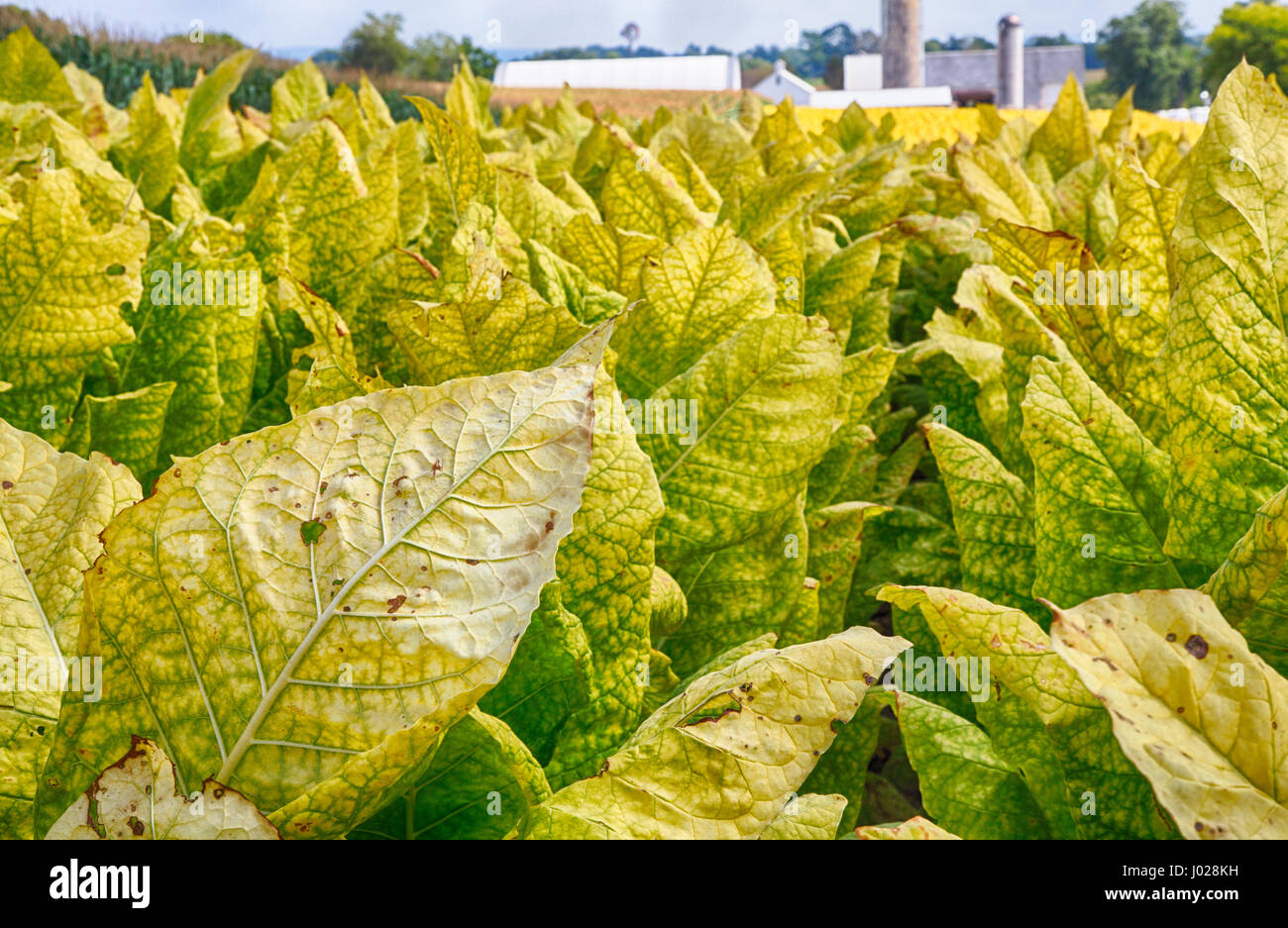 Tobacco fields in Lancaster County, Pennsylvania on Amish farms. Stock Photo