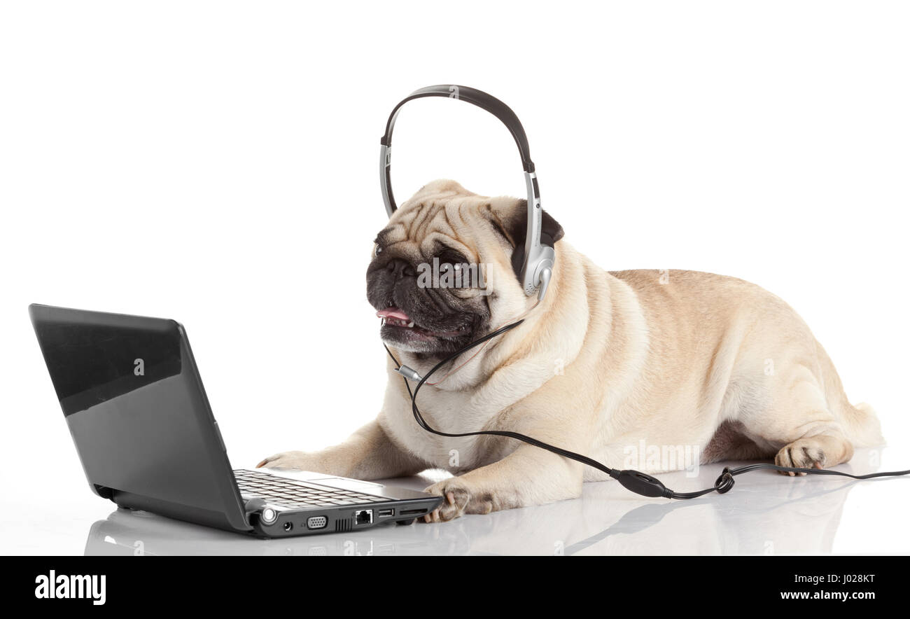 pug gdog on looking at a laptop computer Stock Photo - Alamy