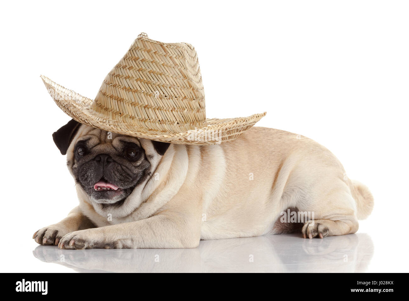 pug dog isolated on a white background Stock Photo - Alamy