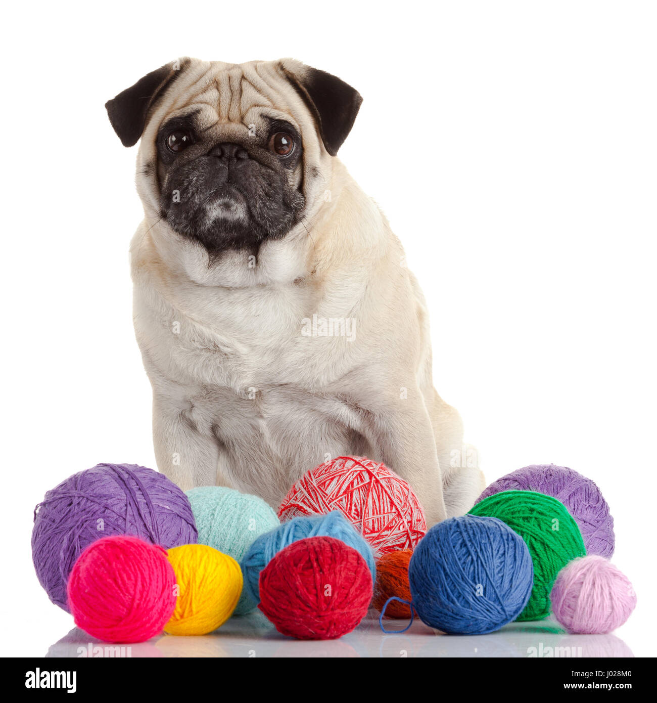 pug dog isolated on a white background Stock Photo - Alamy