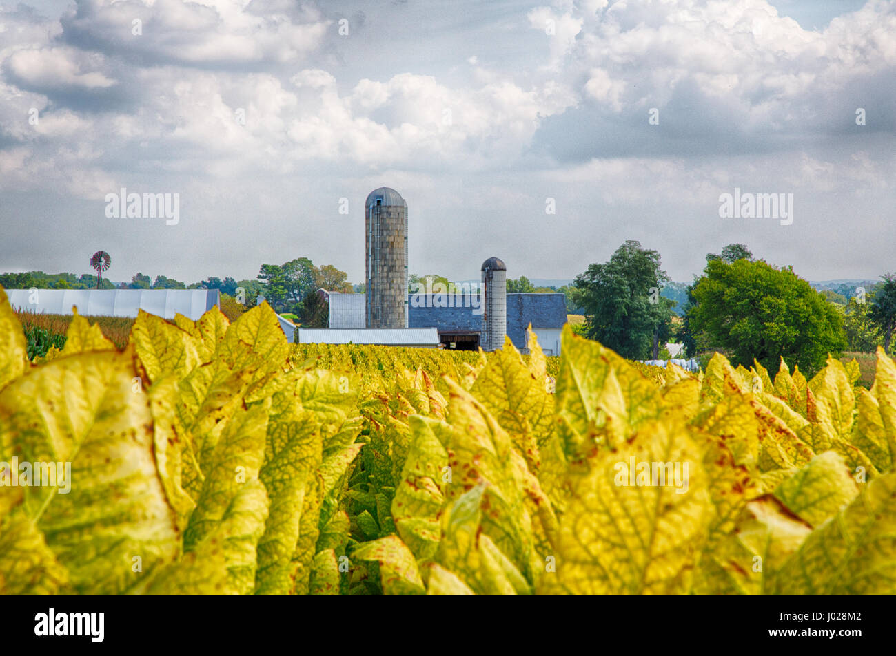 Tobacco fields in Lancaster County, Pennsylvania on Amish farms. Stock Photo