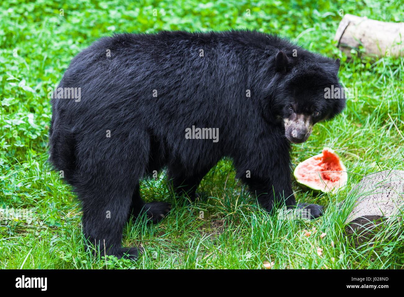 American black bear mom and cub hi-res stock photography and images - Alamy