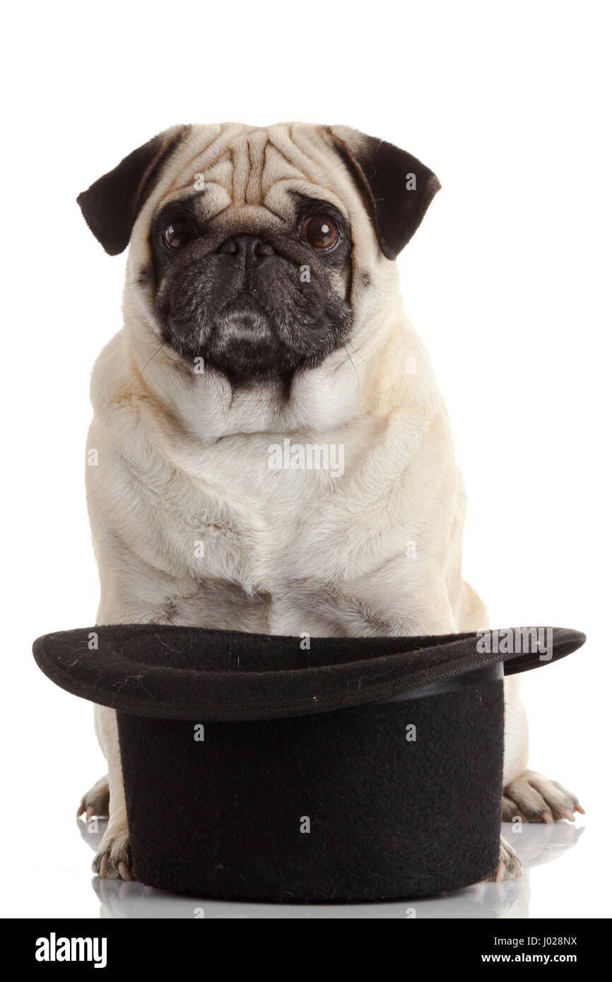 pug dog isolated on a white background Stock Photo - Alamy