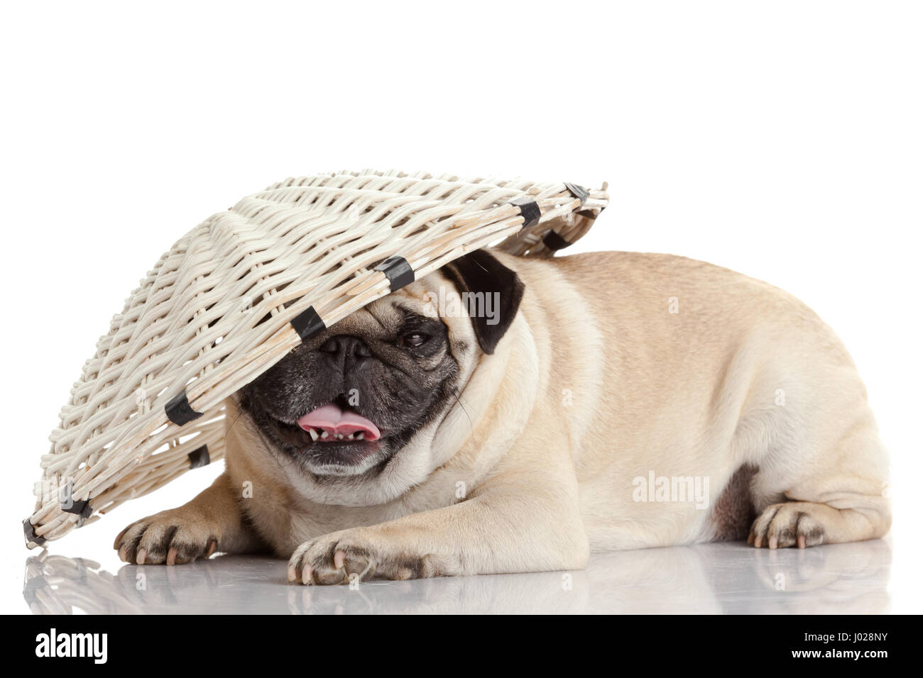 pug dog isolated on a white background Stock Photo - Alamy