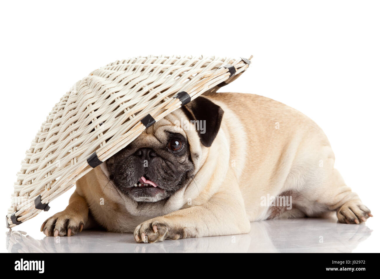 pug dog isolated on a white background Stock Photo - Alamy