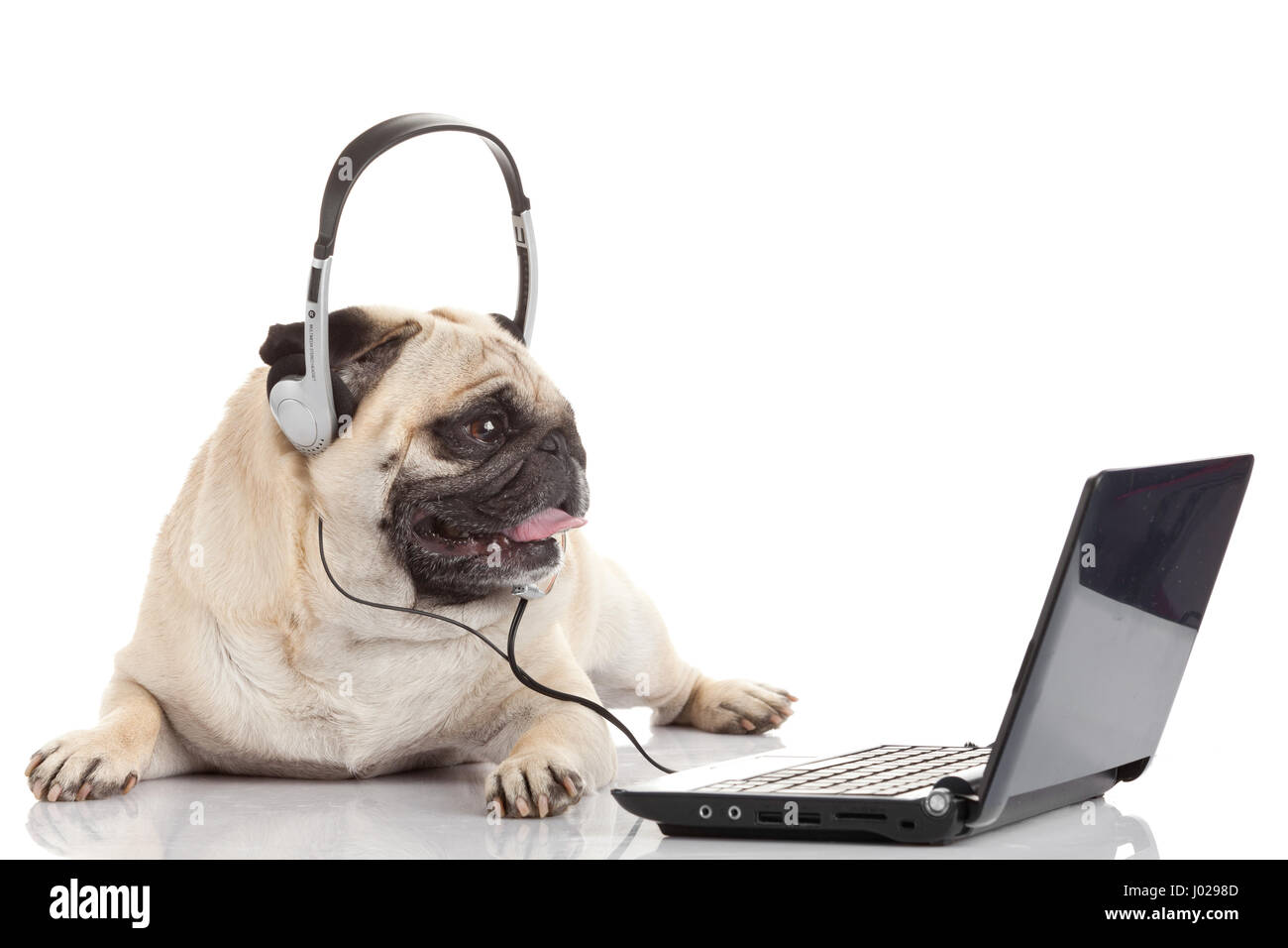 pug gdog on looking at a laptop computer Stock Photo - Alamy