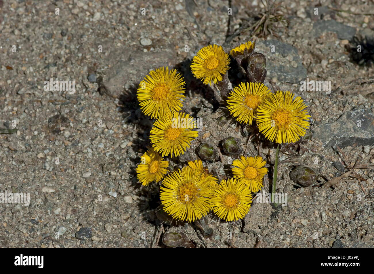 Foalfoot, mother and stepmother or  Tussilago farfara is the first flowers of springtime, Vitosha, Bulgaria This is the beginning of a new cycle Stock Photo