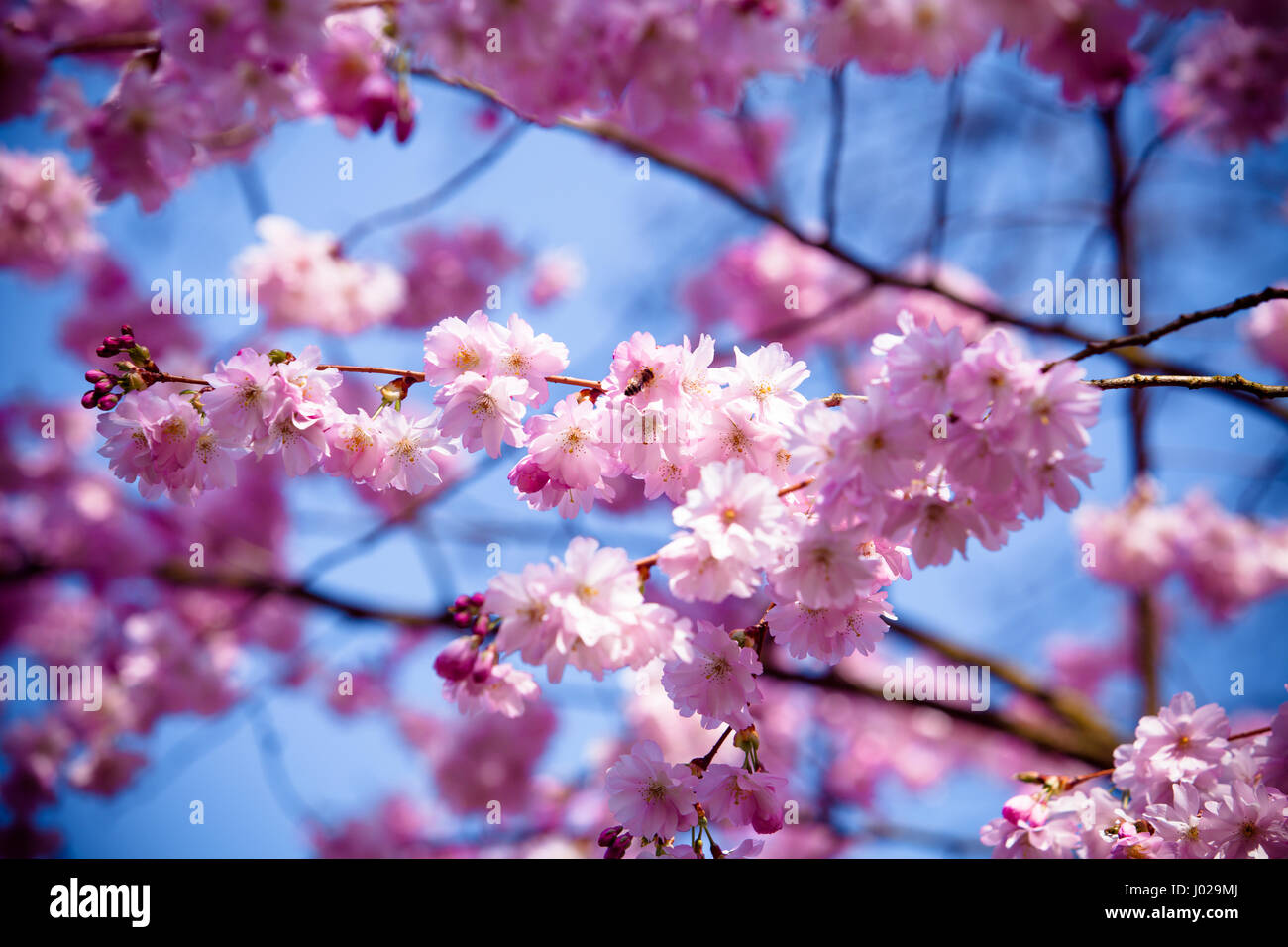 Beautiful Cherry blossom , pink sakura flower Stock Photo - Alamy