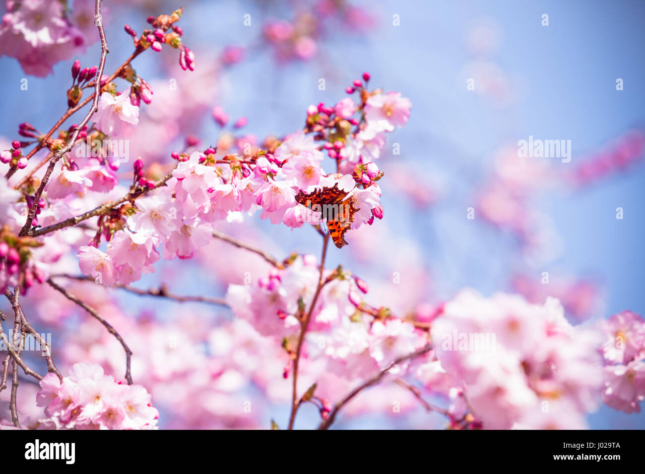 Beautiful Cherry blossom , pink sakura flower Stock Photo - Alamy