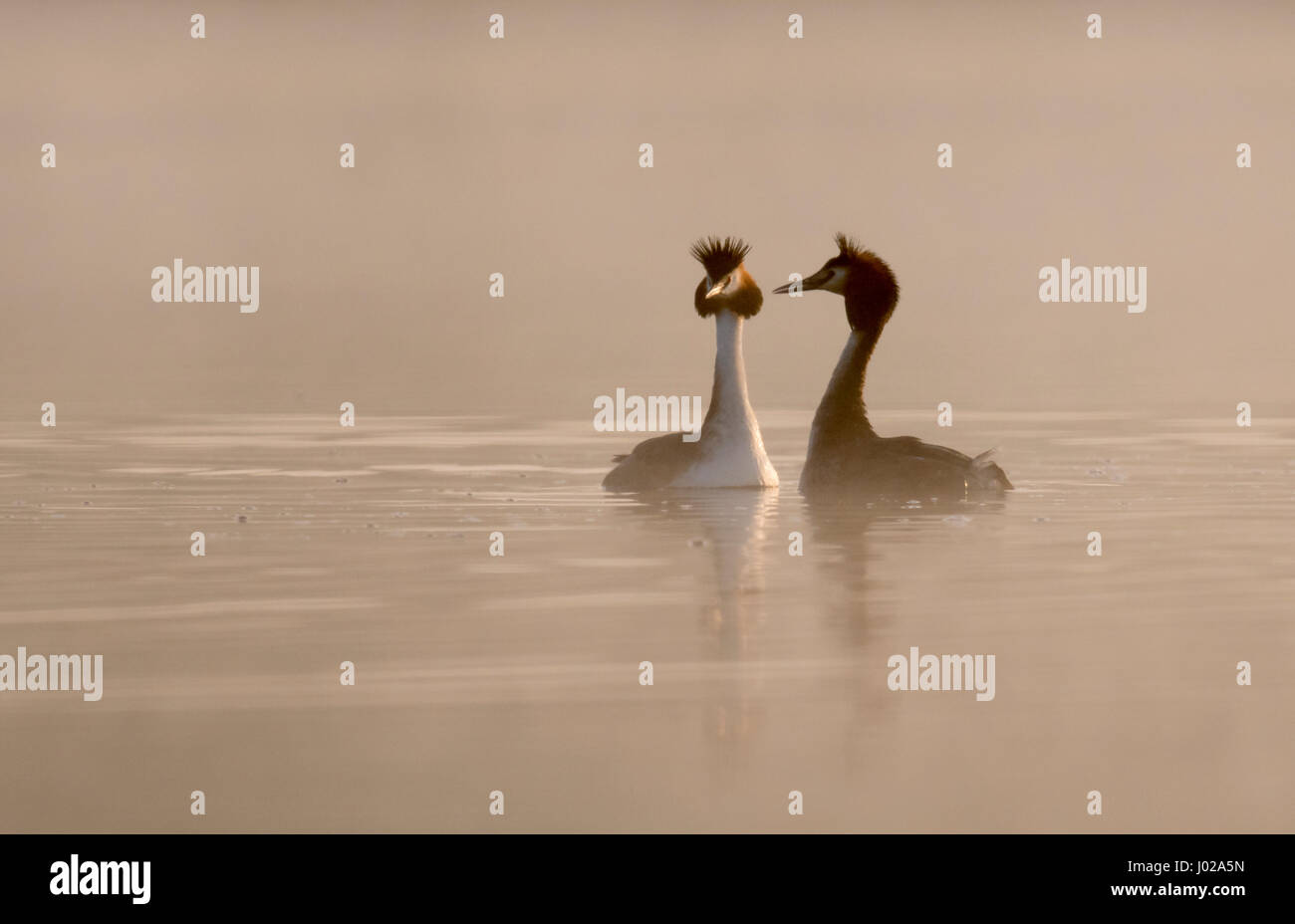 A pair of Great Crested Grebes (Podiceps cristatus) begin their courtship display in the dawn mist, Warwickshire Stock Photo