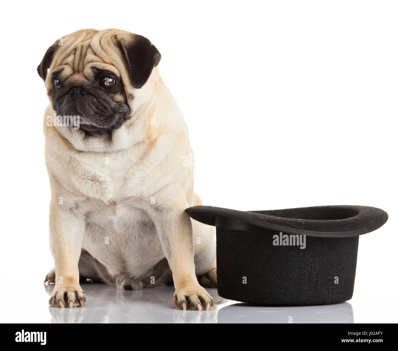 pug dog isolated on a white background Stock Photo - Alamy
