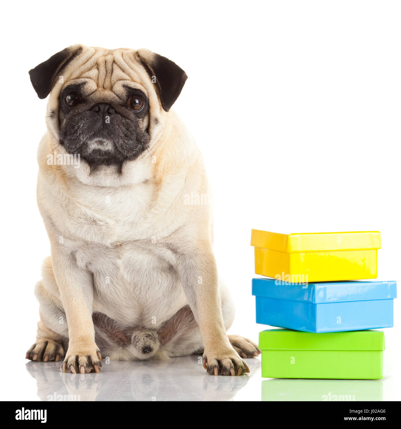 pug dog isolated on a white background Stock Photo - Alamy