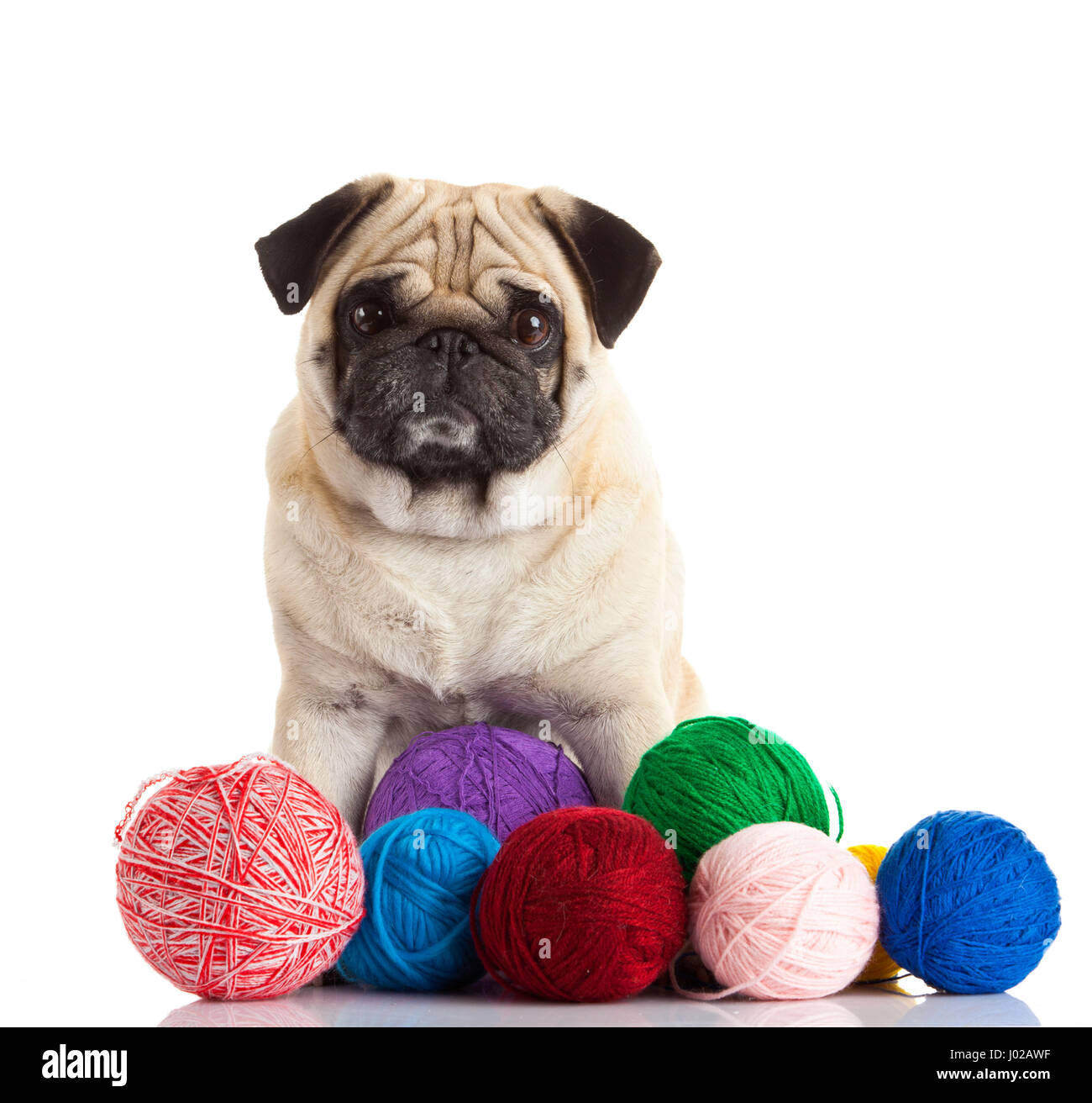 pug dog isolated on a white background Stock Photo - Alamy