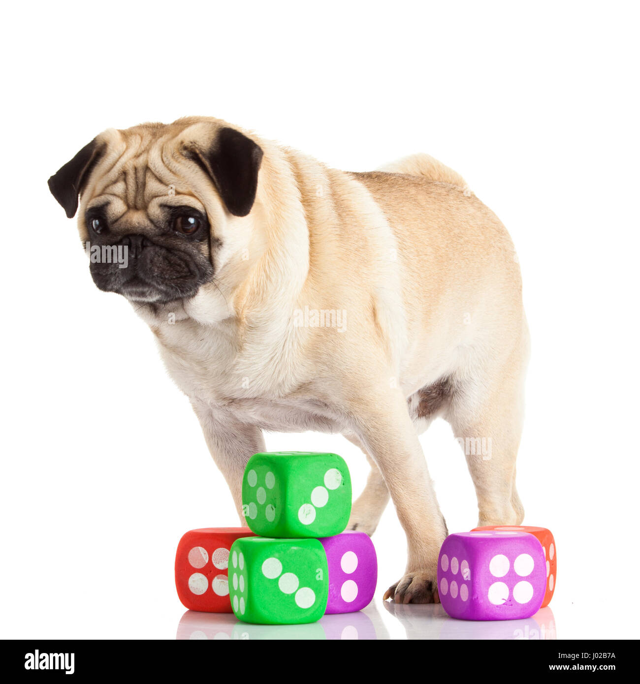 pug dog isolated on a white background Stock Photo - Alamy