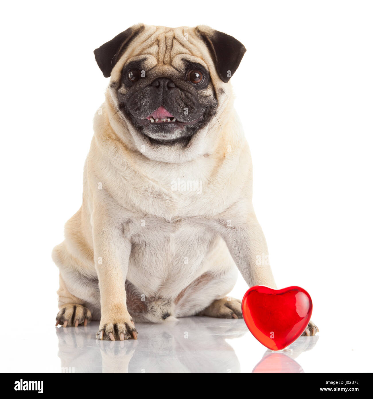 pug dog isolated on a white background Stock Photo - Alamy