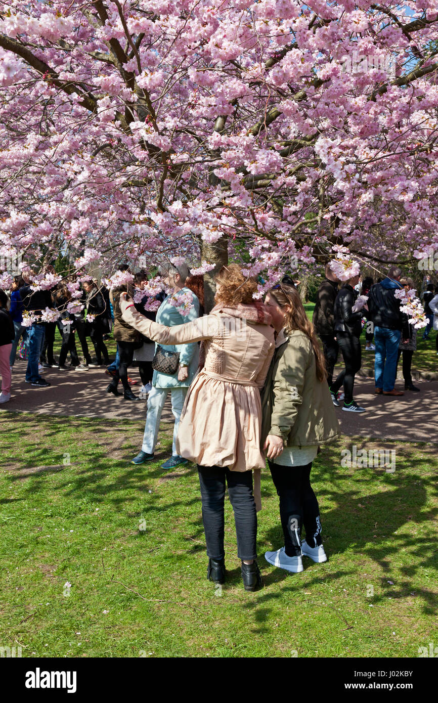 Bispebjerg, Copenhagen, Denmark. 9th April 2017. The Cherry Blossom Avenue at Bispebjerg Cemetery has become extremely popular in recent years. This Palm Sunday, in a sudden spell of warm sunshine in an otherwise rather cool period in April, thousands of tourists, visitors and Copenhageners visited the avenue for a walk under the most beautiful canopy. Even more thousands of selfies were taken. Credit Niels Quist / Alamy Live News. Stock Photo
