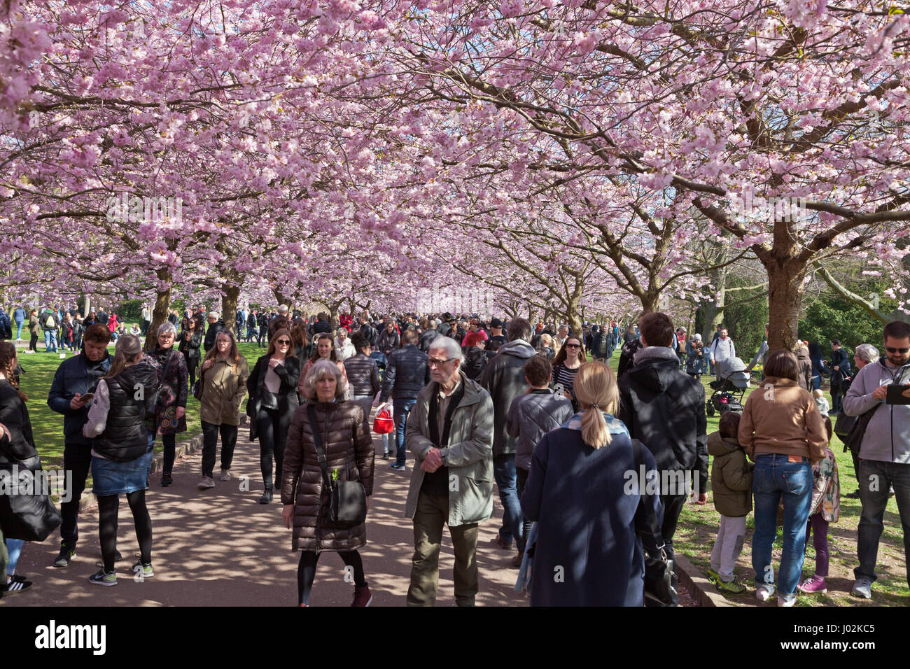Bispebjerg, Copenhagen, Denmark. 9th April 2017. The Cherry Blossom Avenue at Bispebjerg Cemetery has become extremely popular in recent years. This Palm Sunday, in a sudden spell of warm sunshine in an otherwise rather cool period in April, thousands of tourists, visitors and Copenhageners visited the avenue for a walk under the most beautiful canopy. Credit Niels Quist / Alamy Live News. Stock Photo