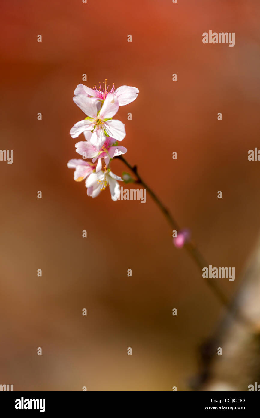 Sakura Cherry blossoms for spring background japan Stock Photo - Alamy