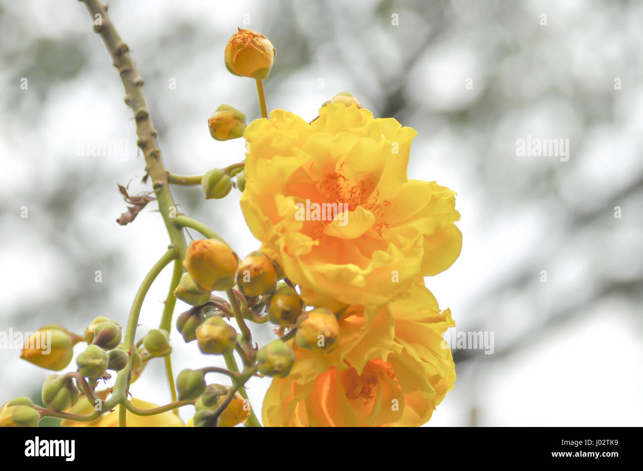 Cochlospermum regium or yellow flower in the garden Stock Photo