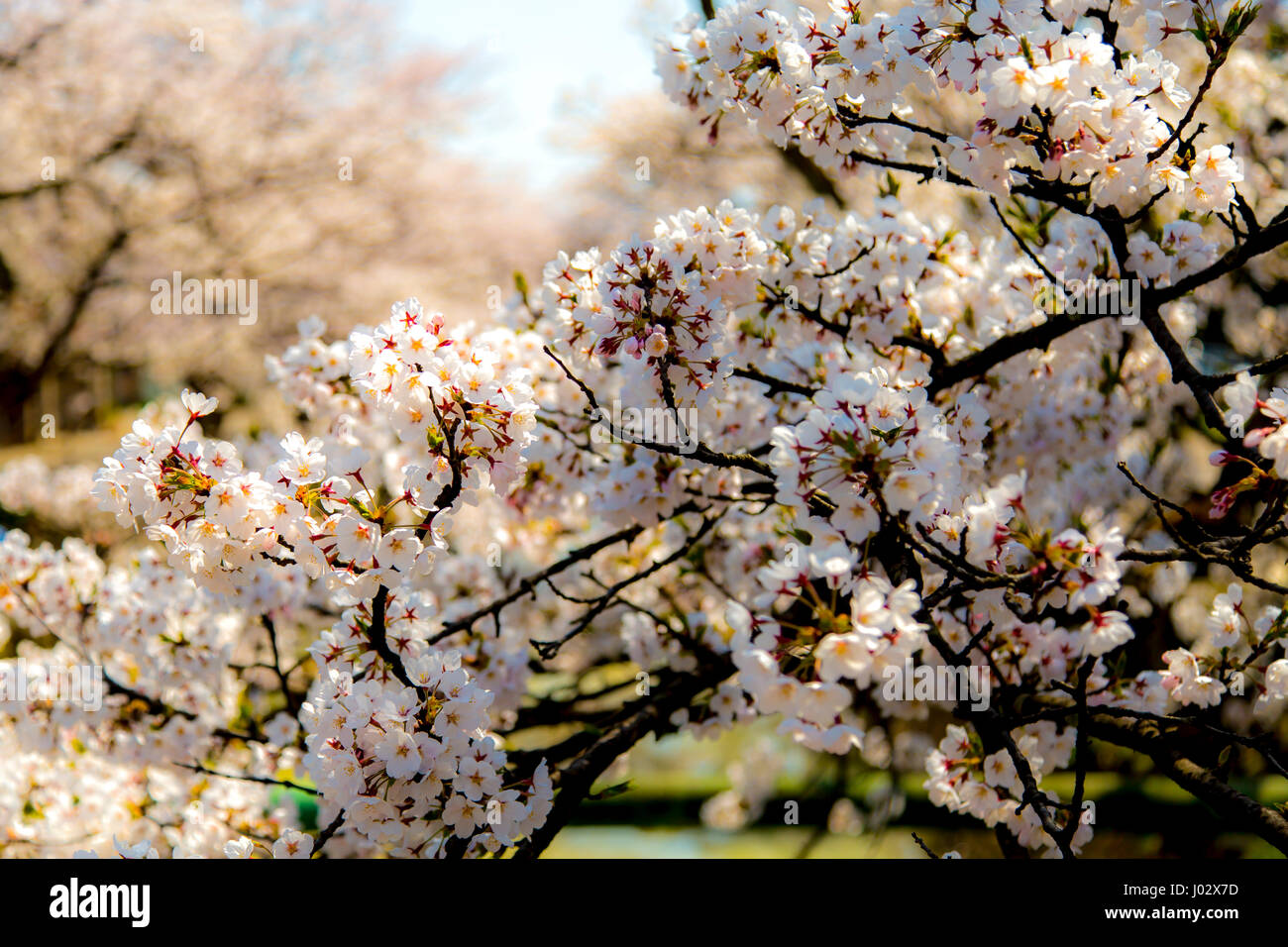 Japanese sakura tree.  Cherry Blossom in full bloom Stock Photo