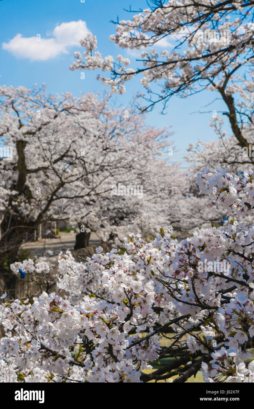 Japanese cherry blossom with blue sky and a cloud. Sakura in Japan ...