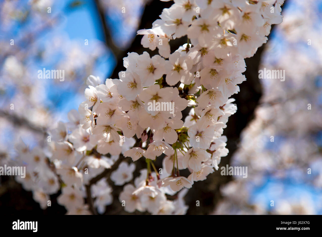 Close up of Japanese Sakura.  Japan cherry blossom tree. Stock Photo