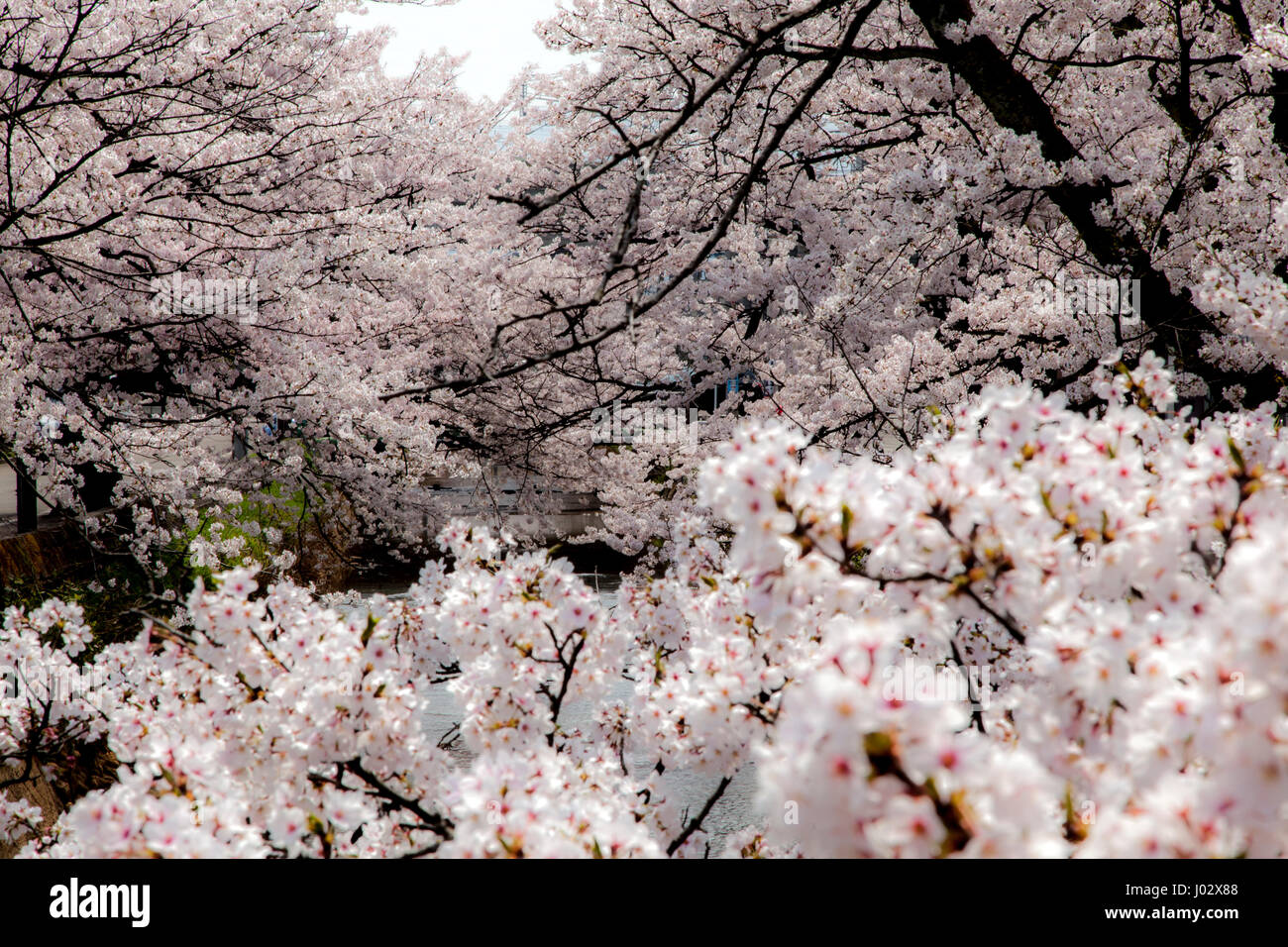 White Sakura in Japan.  Japanese cherry blossom trees Stock Photo