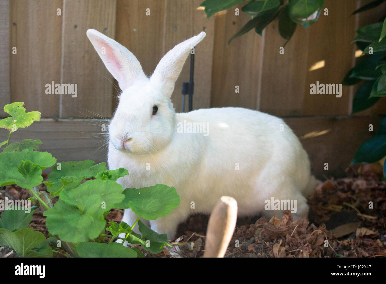 Rabbit in the garden Stock Photo