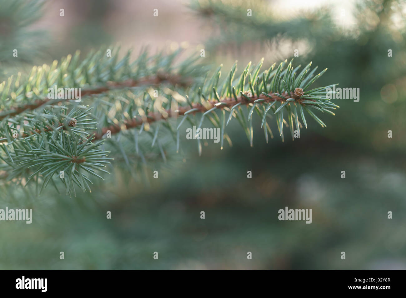 blue spruce branc closeup in spring sunny morning, shallow focus Stock Photo