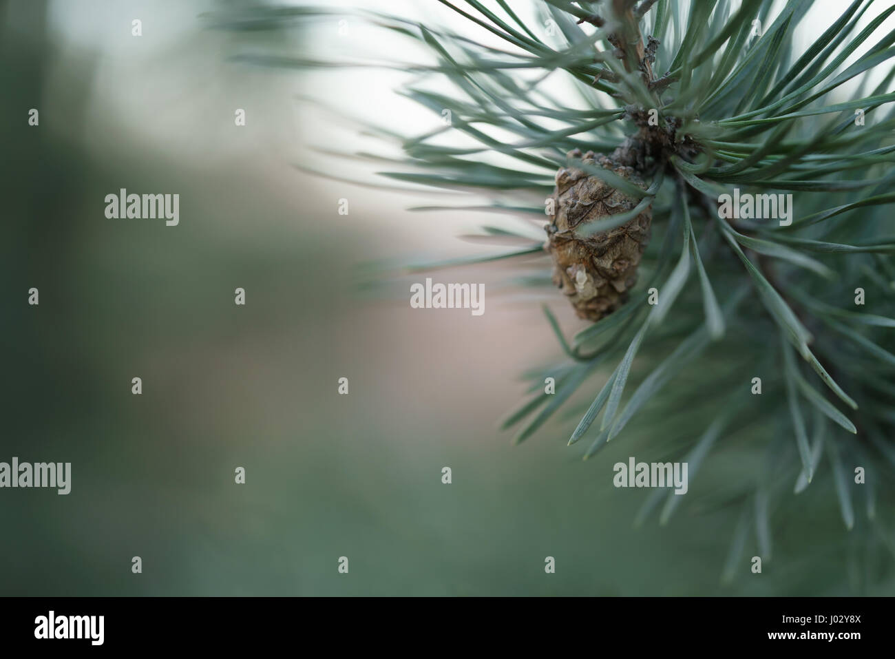 pine branch with cone closeup, shallow focus Stock Photo - Alamy