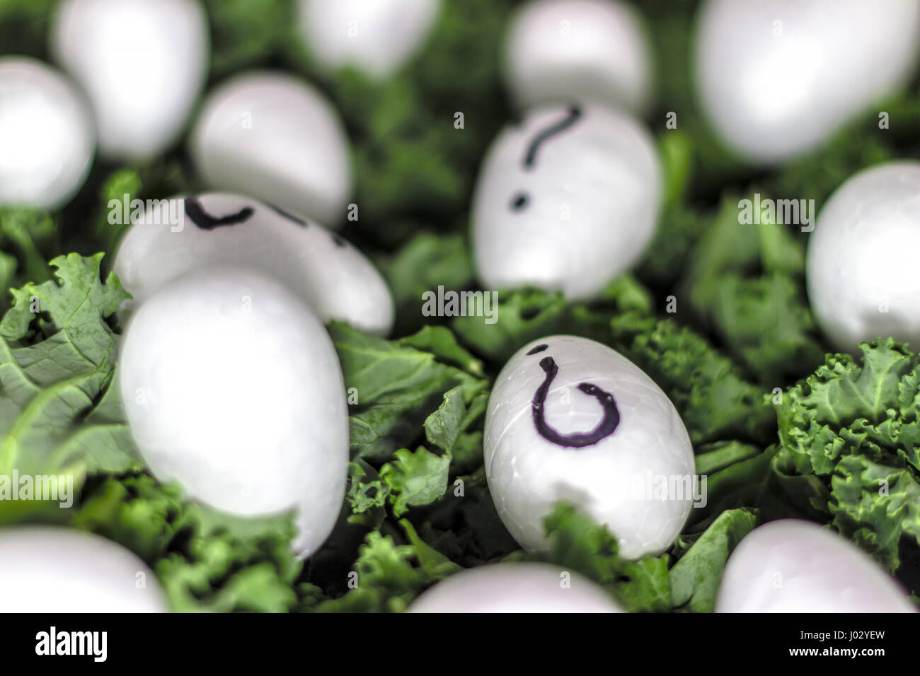 Close up of fresh leaves of kale cabbage with question mark eggs Stock ...