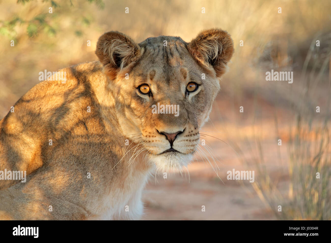 Portrait of an African lioness (Panthera leo), South Africa Stock Photo