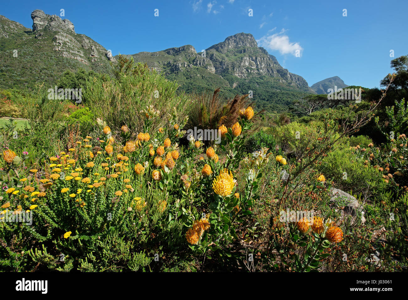 Kirstenbosch botanical gardens against the backdrop of Table mountain, Cape Town, South Africa Stock Photo