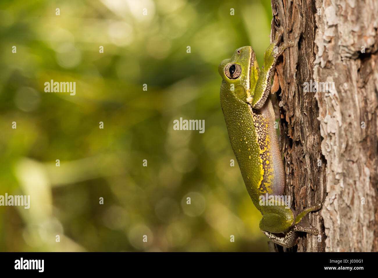 Florida tree frog hires stock photography and images Alamy