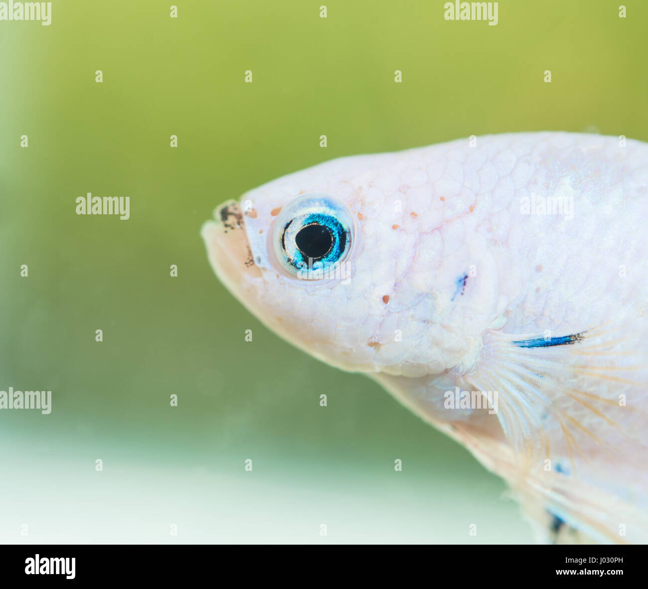 Betta Splendens White Dragon Male Fish Close-up Stock Photo
