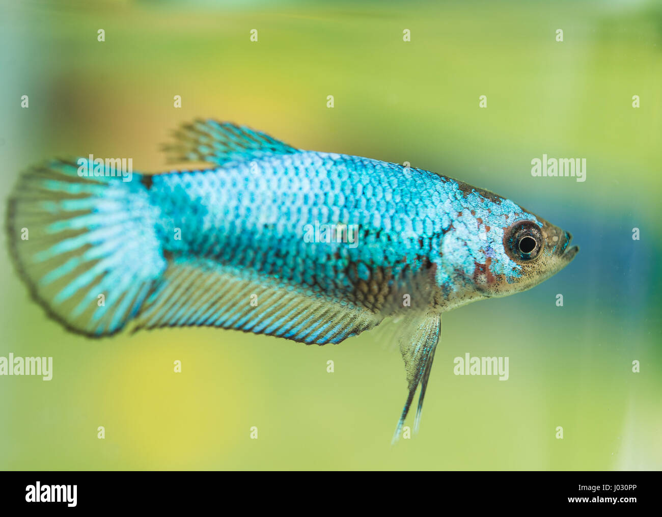 Young Betta Splendens Female Fish Stock Photo