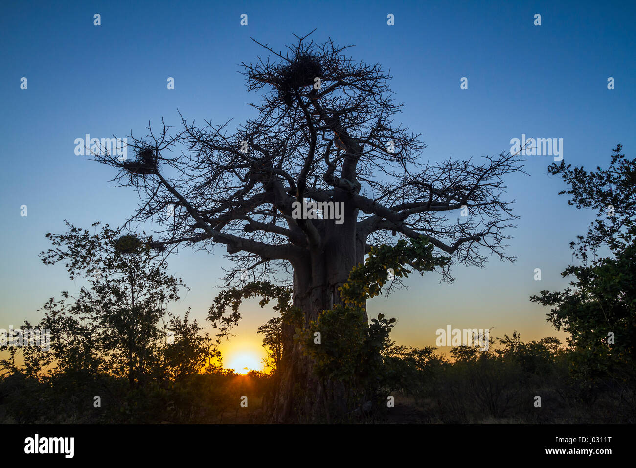 Baobab tree in Kruger national park, South Africa ; Specie Adansonia digitata family of Malvaceae Stock Photo